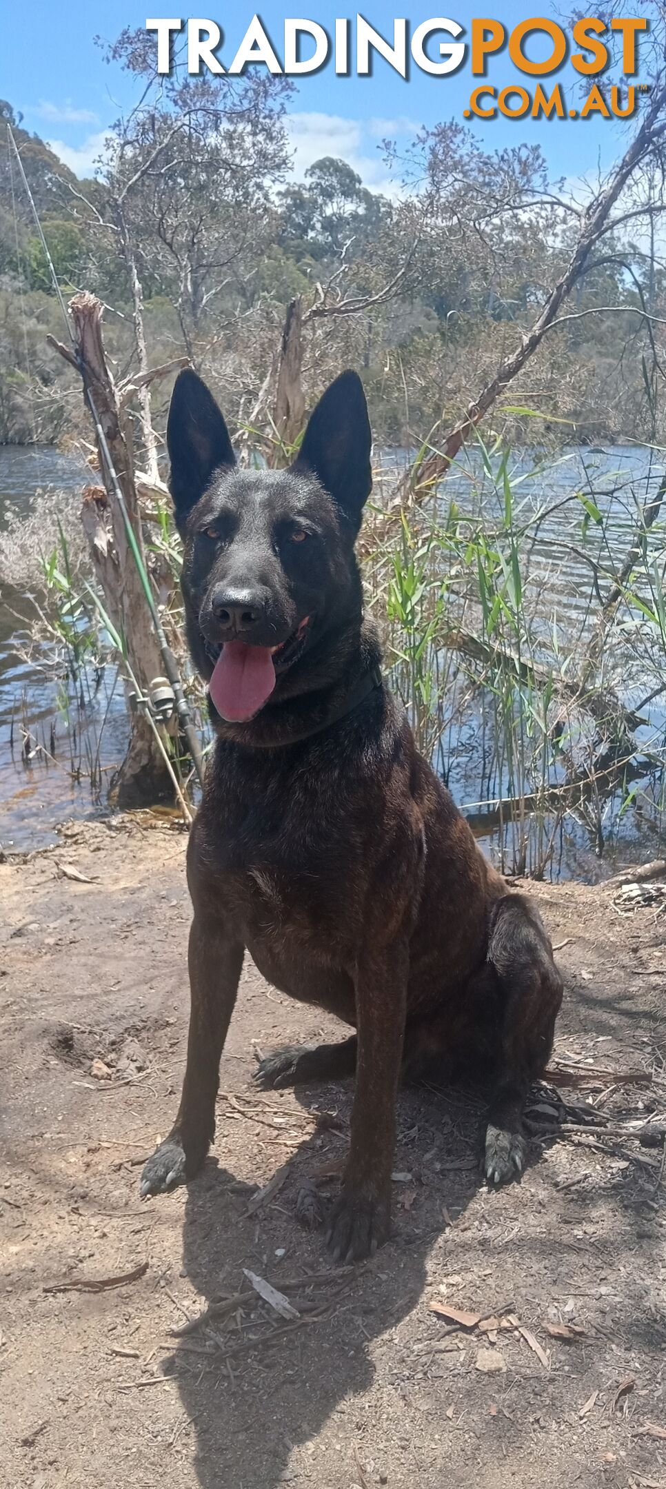 Dutch Shepherd Puppies - Belgian Shepherd/ Malinois