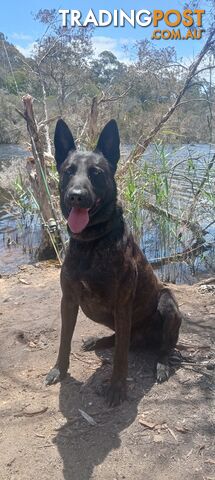 Dutch Shepherd Puppies - Belgian Shepherd/ Malinois