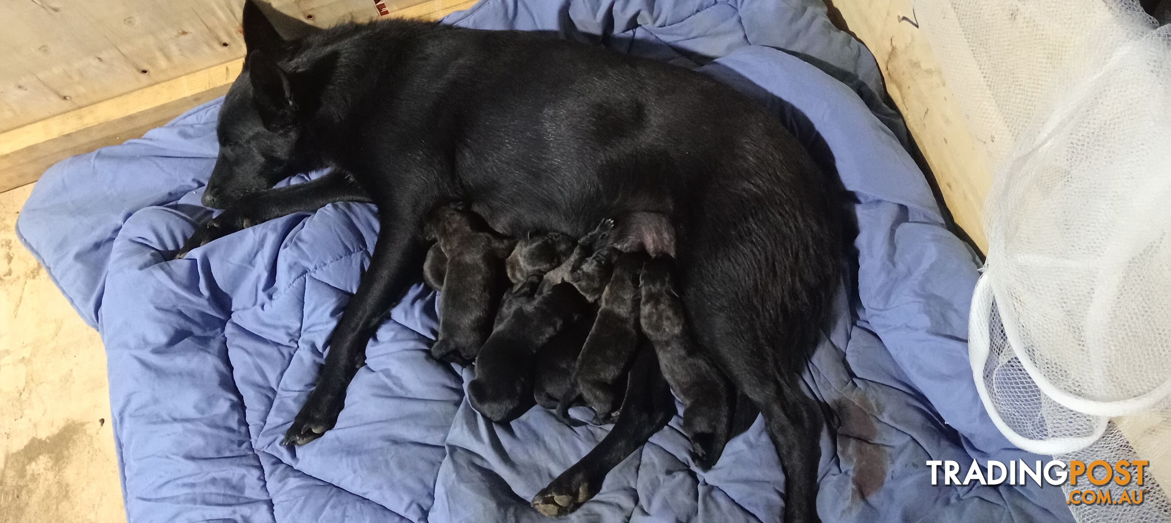 Dutch Shepherd Puppies - Belgian Shepherd/ Malinois