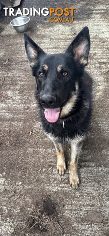 German shepherd 1 year old - called Hamilton