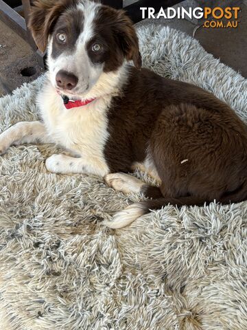 Border collie Pup