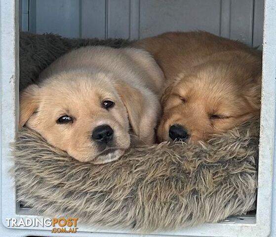 🐾🌟 Adorable Golden Retriever Puppies Ready for Their Forever Homes! 🌟🐾