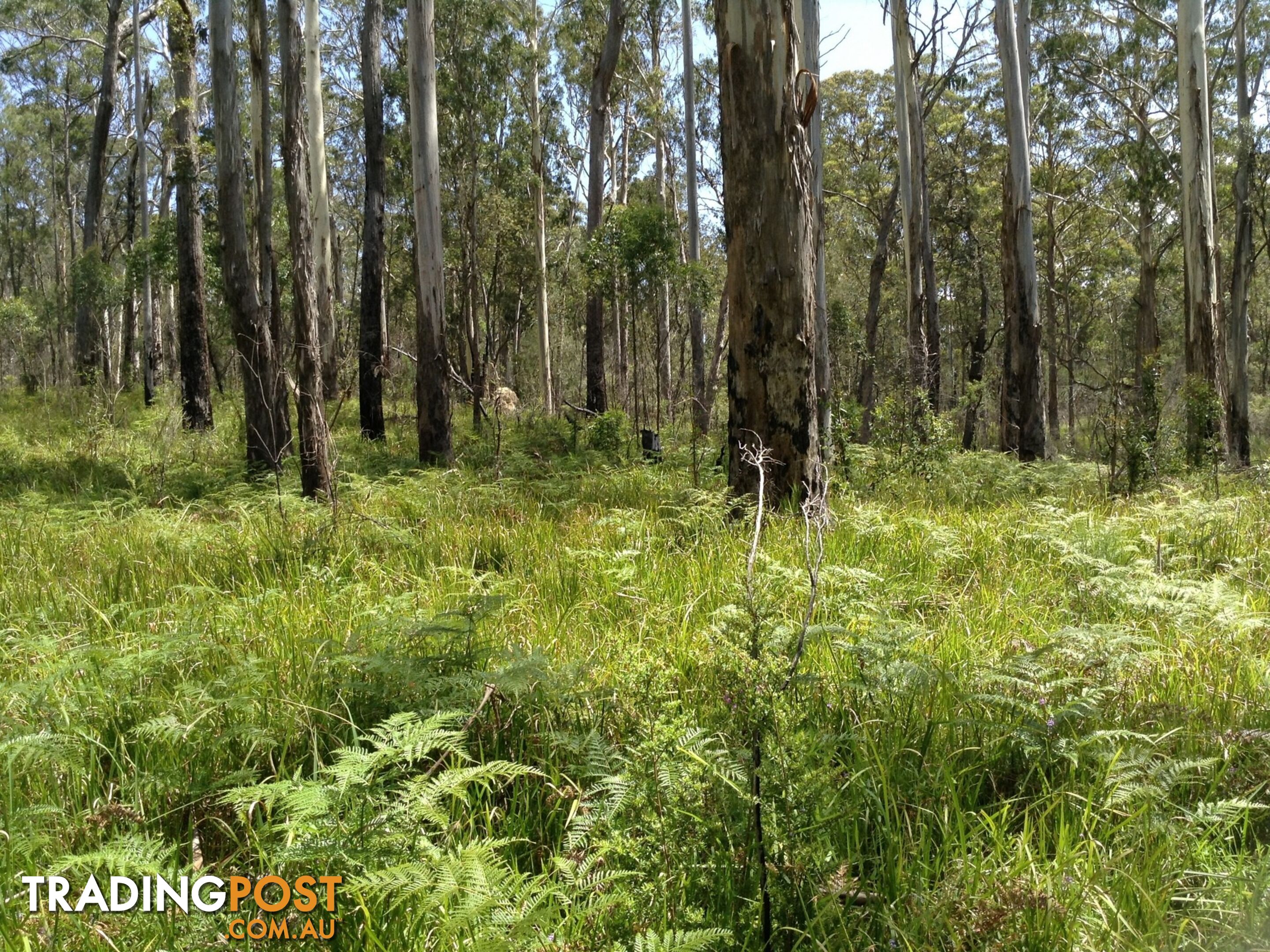 236B Cochrane Fire Trail CARRAI NSW 2440