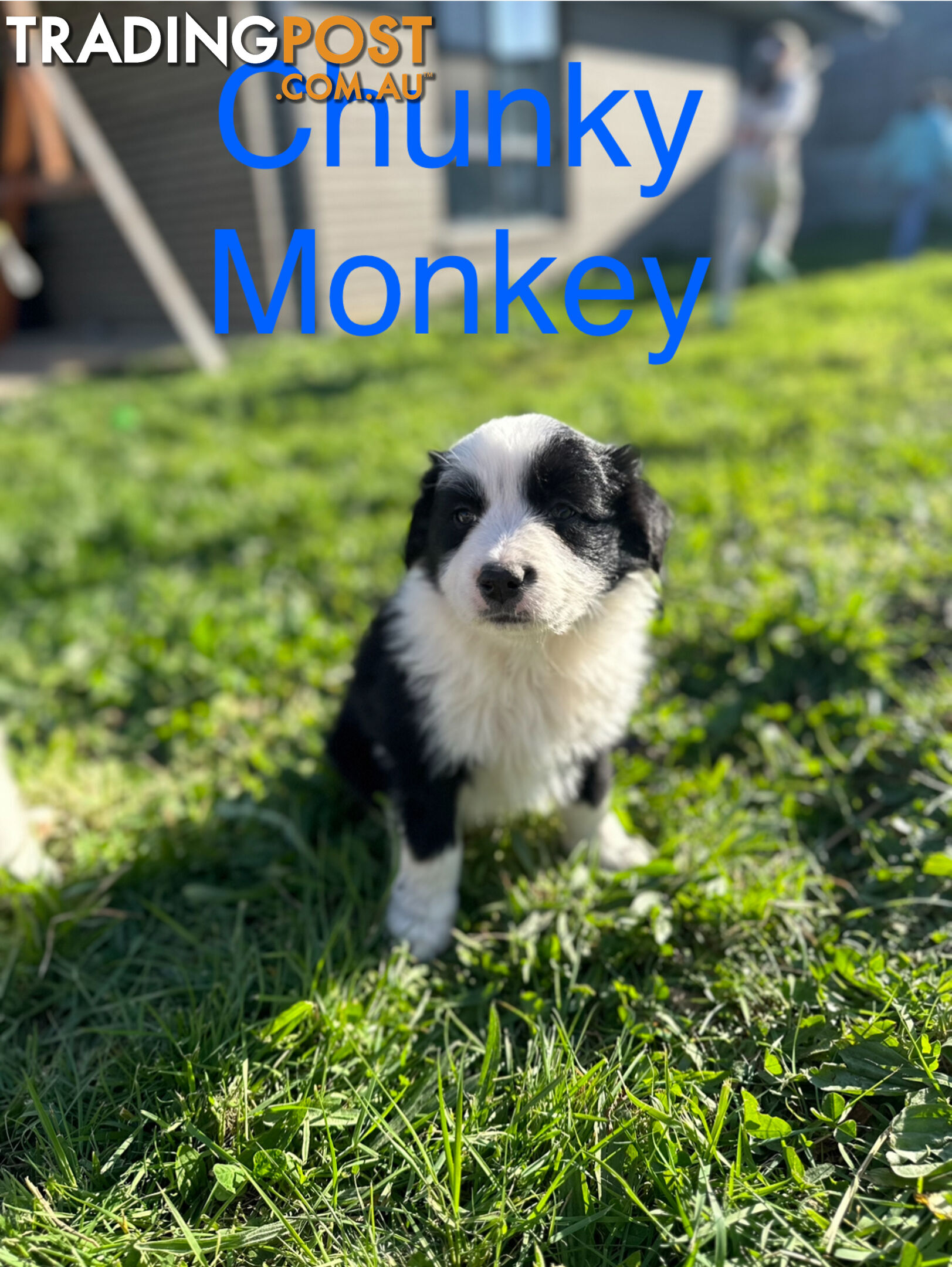 Pure Breed Border Collie Puppies - ready to go!