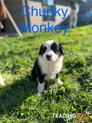 Pure Breed Border Collie Puppies - ready to go!