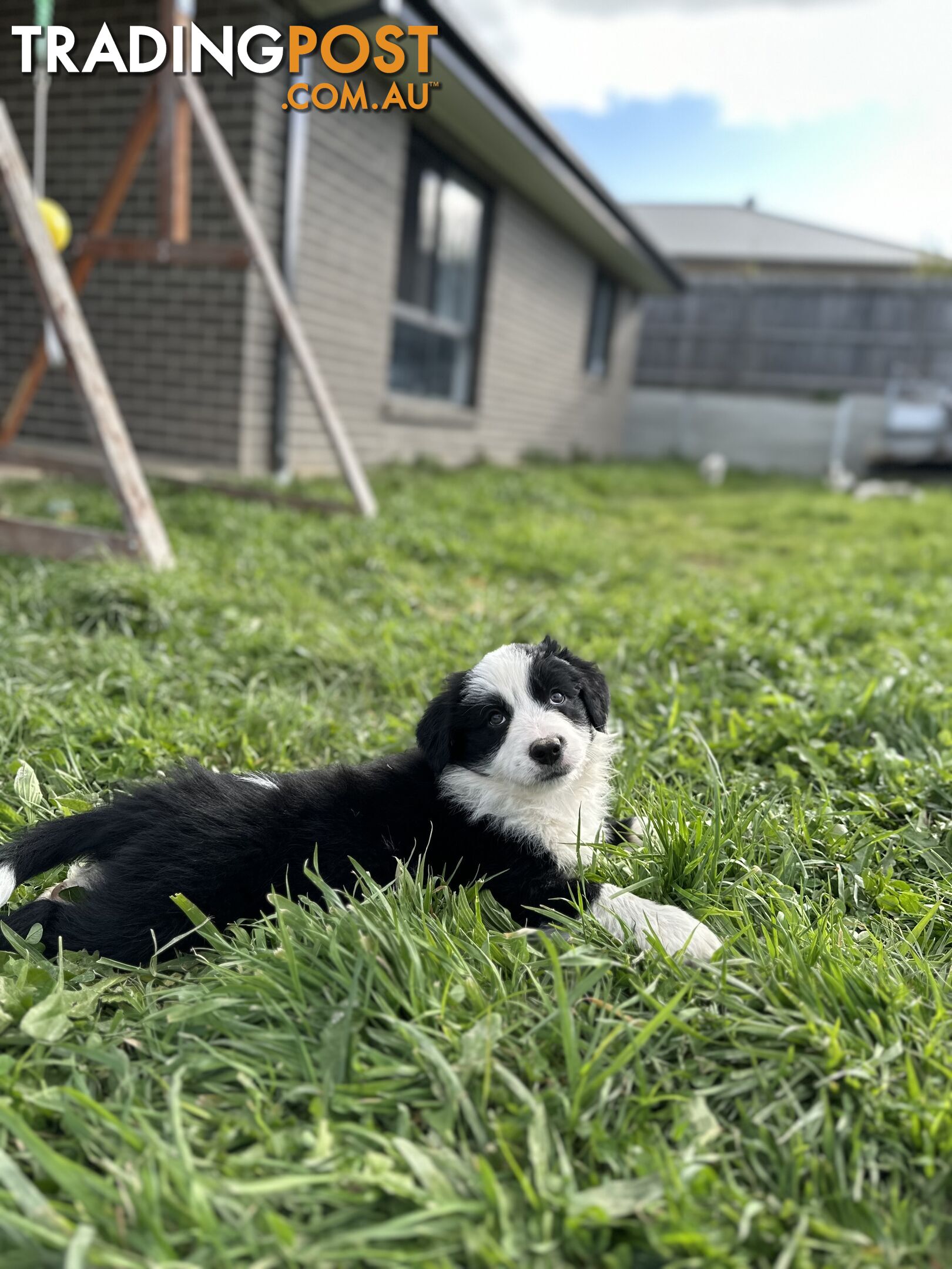 Pure Breed Border Collie Puppies - ready to go!