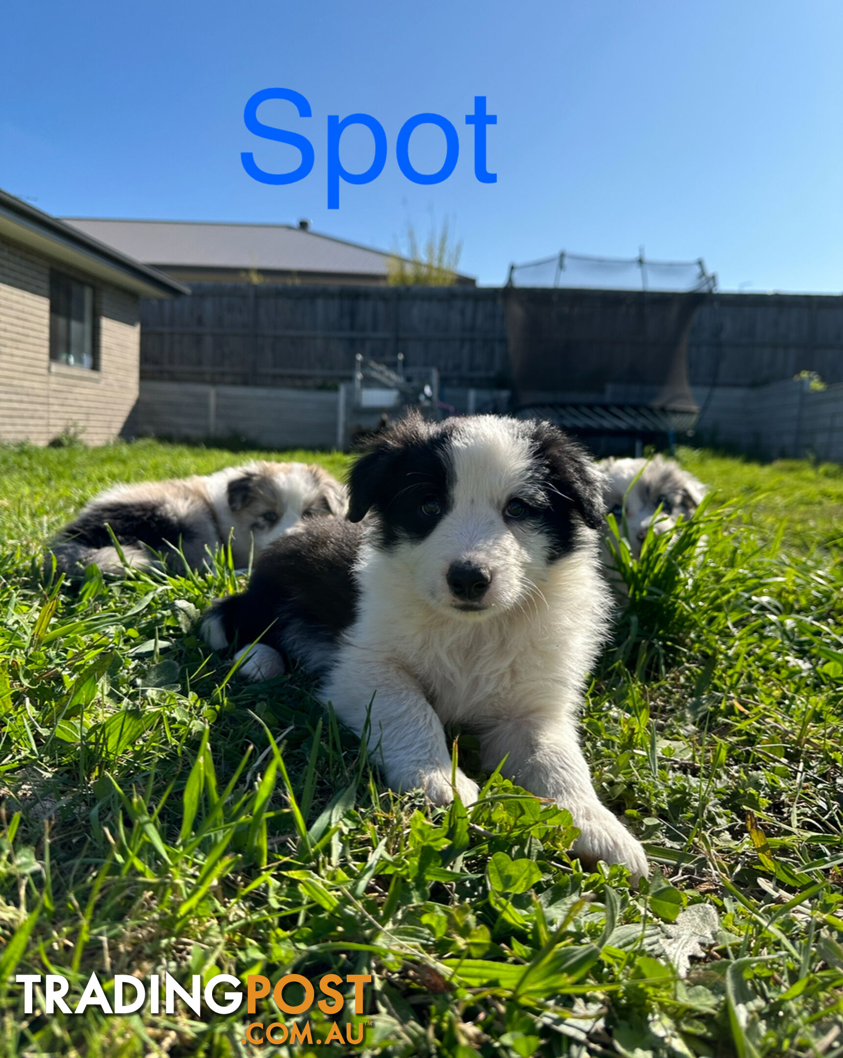 Pure Breed Border Collie Puppies - ready to go!