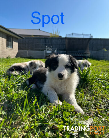 Pure Breed Border Collie Puppies - ready to go!