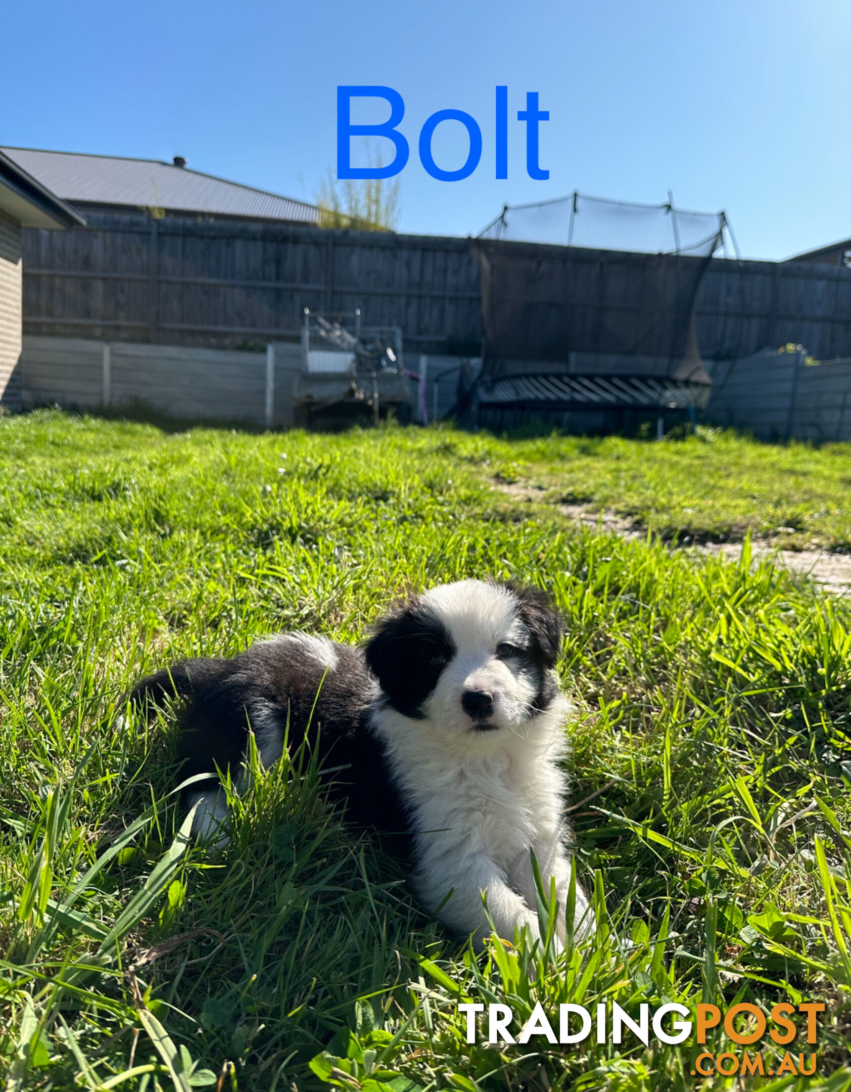 Pure Breed Border Collie Puppies - ready to go!