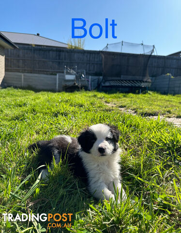 Pure Breed Border Collie Puppies - ready to go!