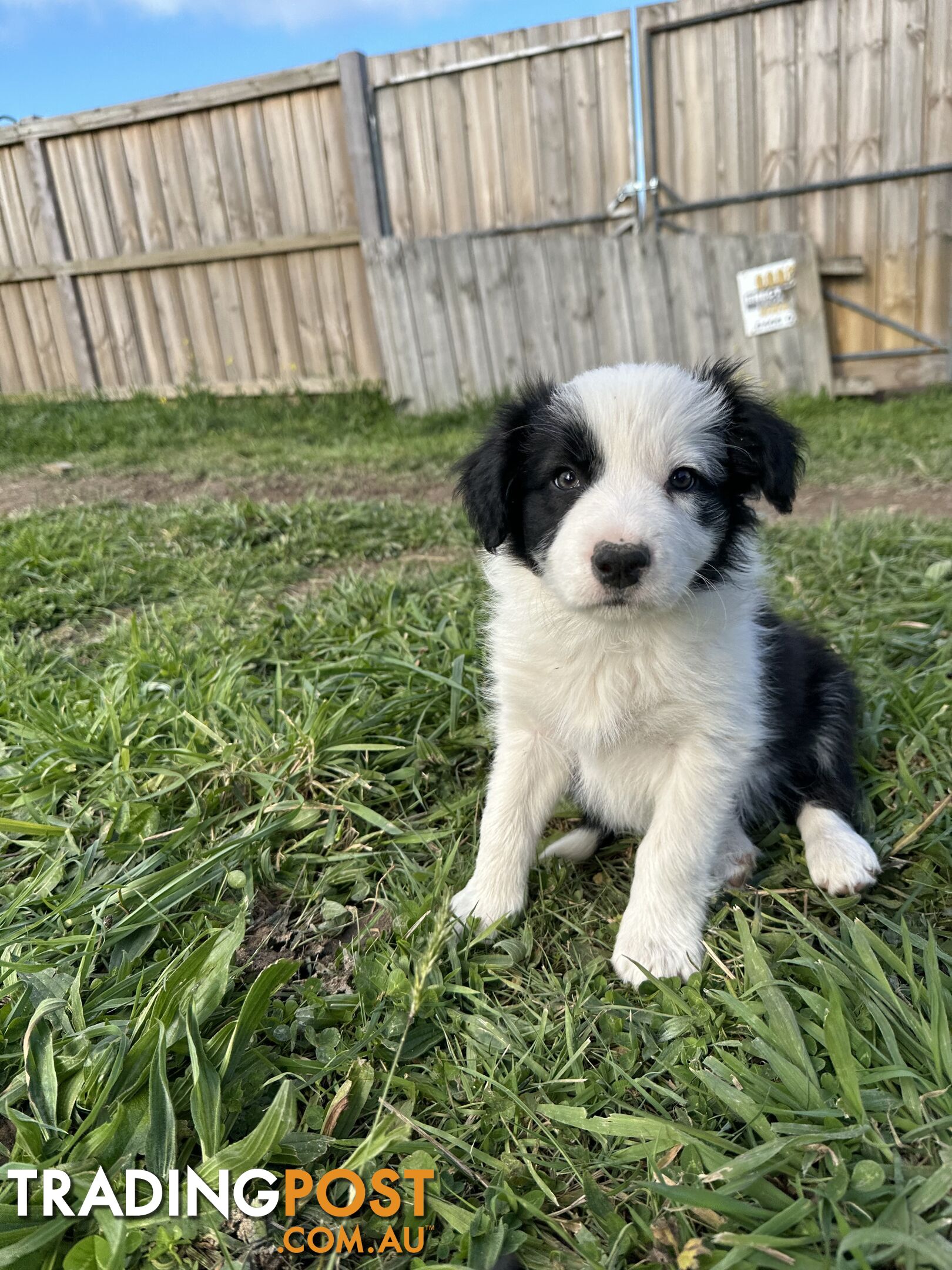 Pure Breed Border Collie Puppies - ready to go!