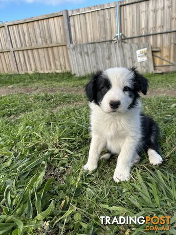 Pure Breed Border Collie Puppies - ready to go!