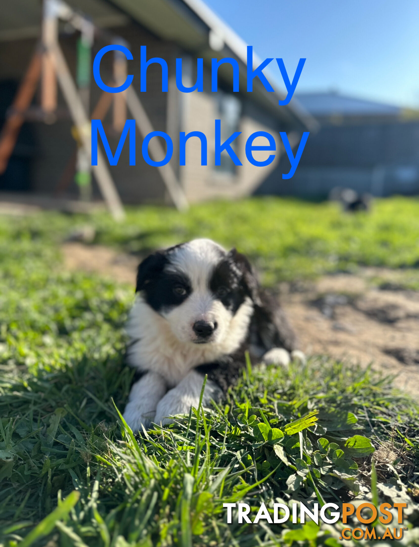 Pure Breed Border Collie Puppies - ready to go!