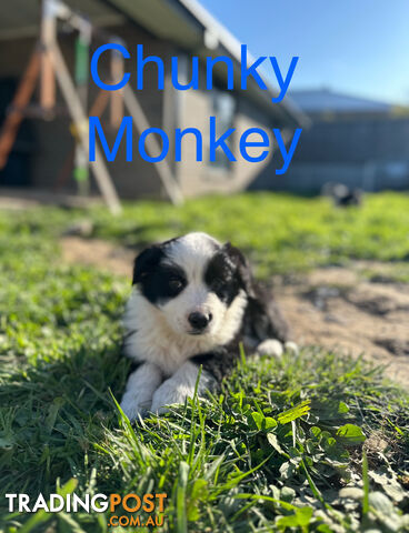 Pure Breed Border Collie Puppies - ready to go!