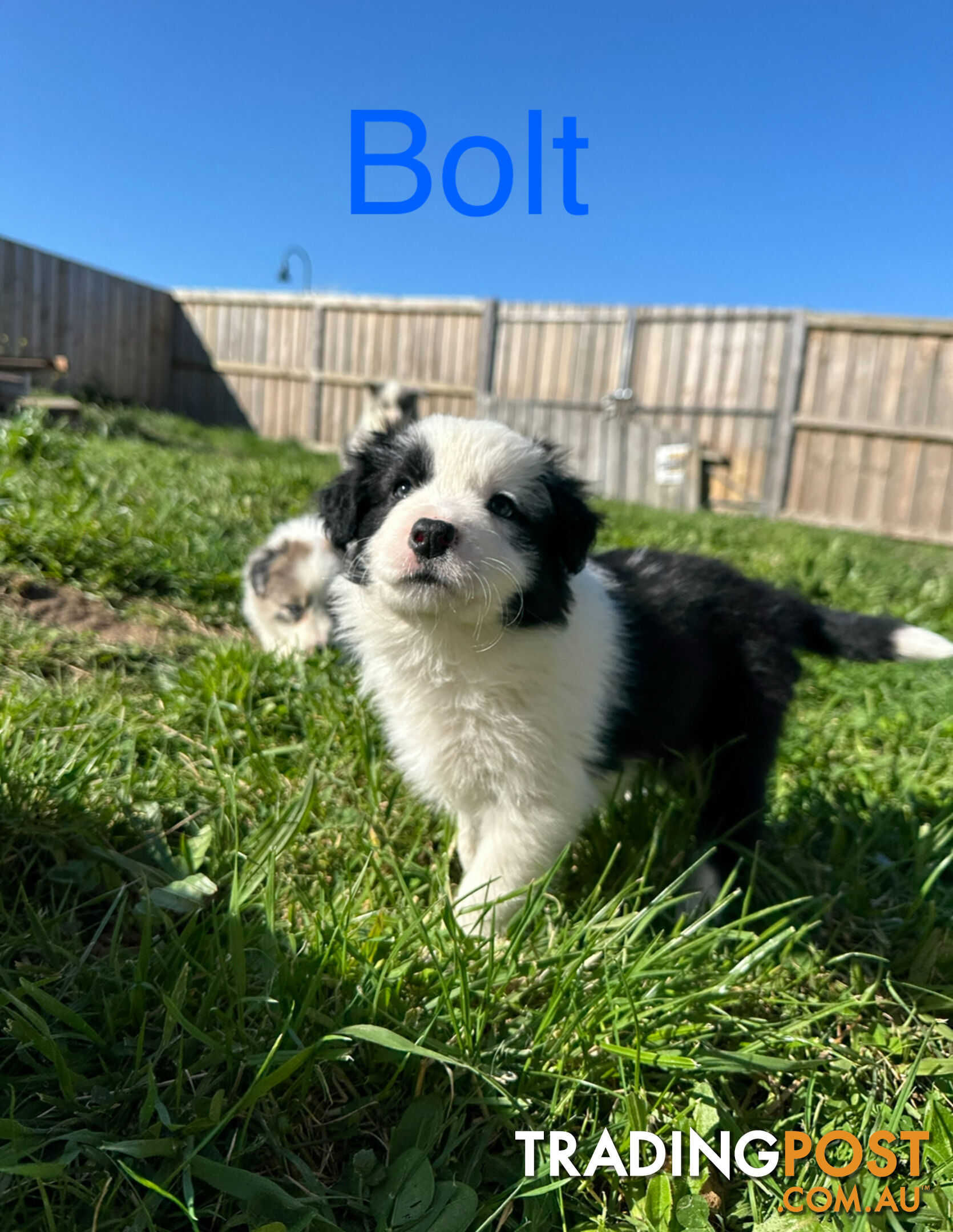 Pure Breed Border Collie Puppies - ready to go!