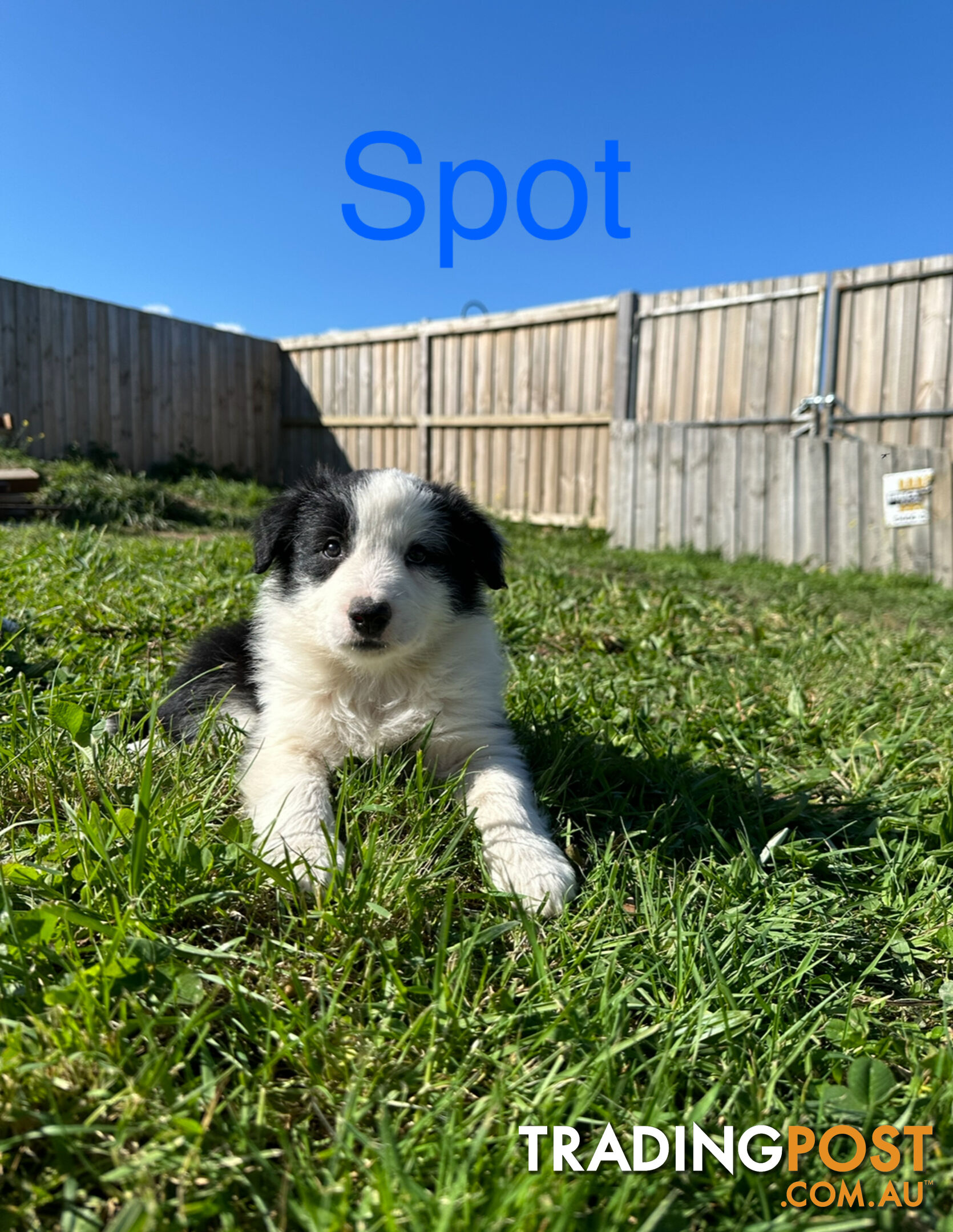 Pure Breed Border Collie Puppies - ready to go!