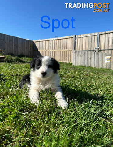 Pure Breed Border Collie Puppies - ready to go!