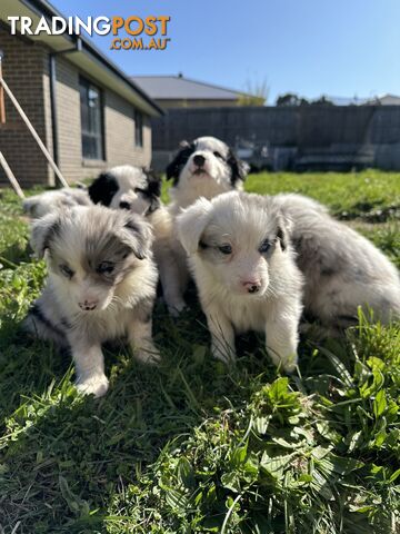 Pure Breed Border Collie Puppies