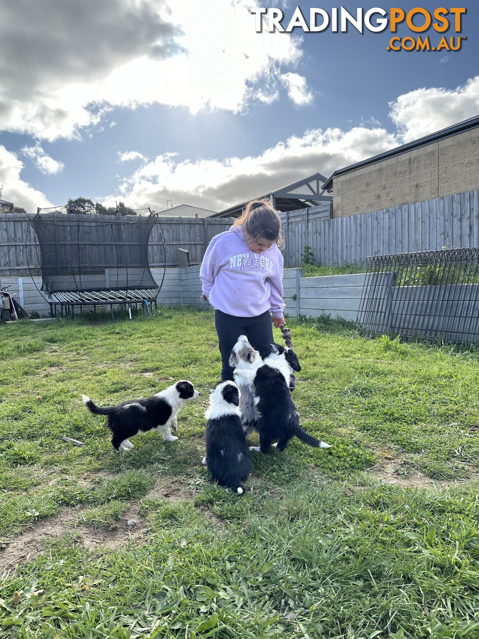 Pure Breed Border Collie Puppies - ready to go!