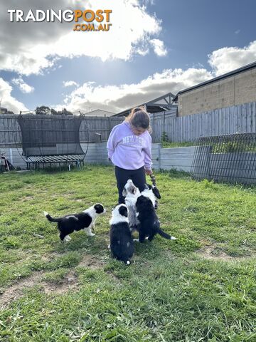 Pure Breed Border Collie Puppies - ready to go!