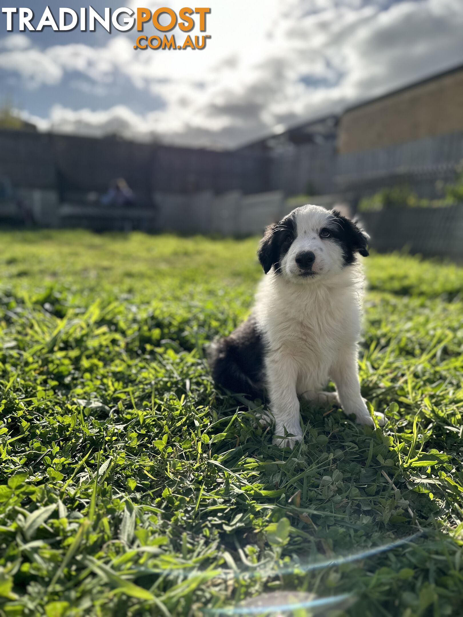 Pure Breed Border Collie Puppies - ready to go!