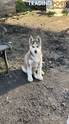 Pure Bred Siberian Huskies