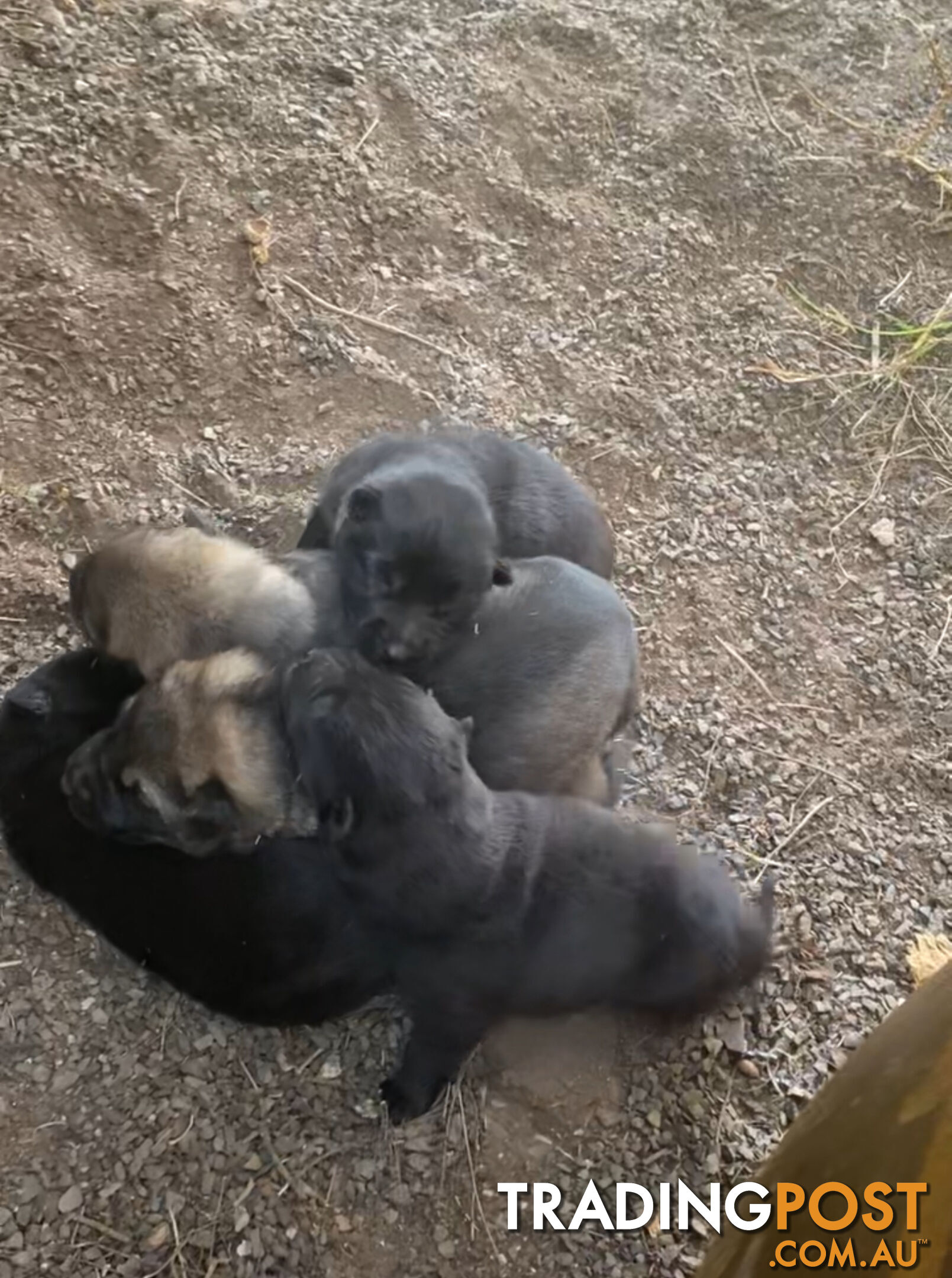 GERMAN SHEPHERD PUPPIES WORKING LINE BLACKS &amp; SABLES