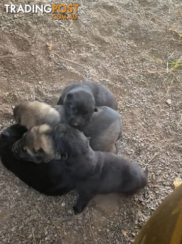 GERMAN SHEPHERD PUPPIES WORKING LINE BLACKS &amp; SABLES