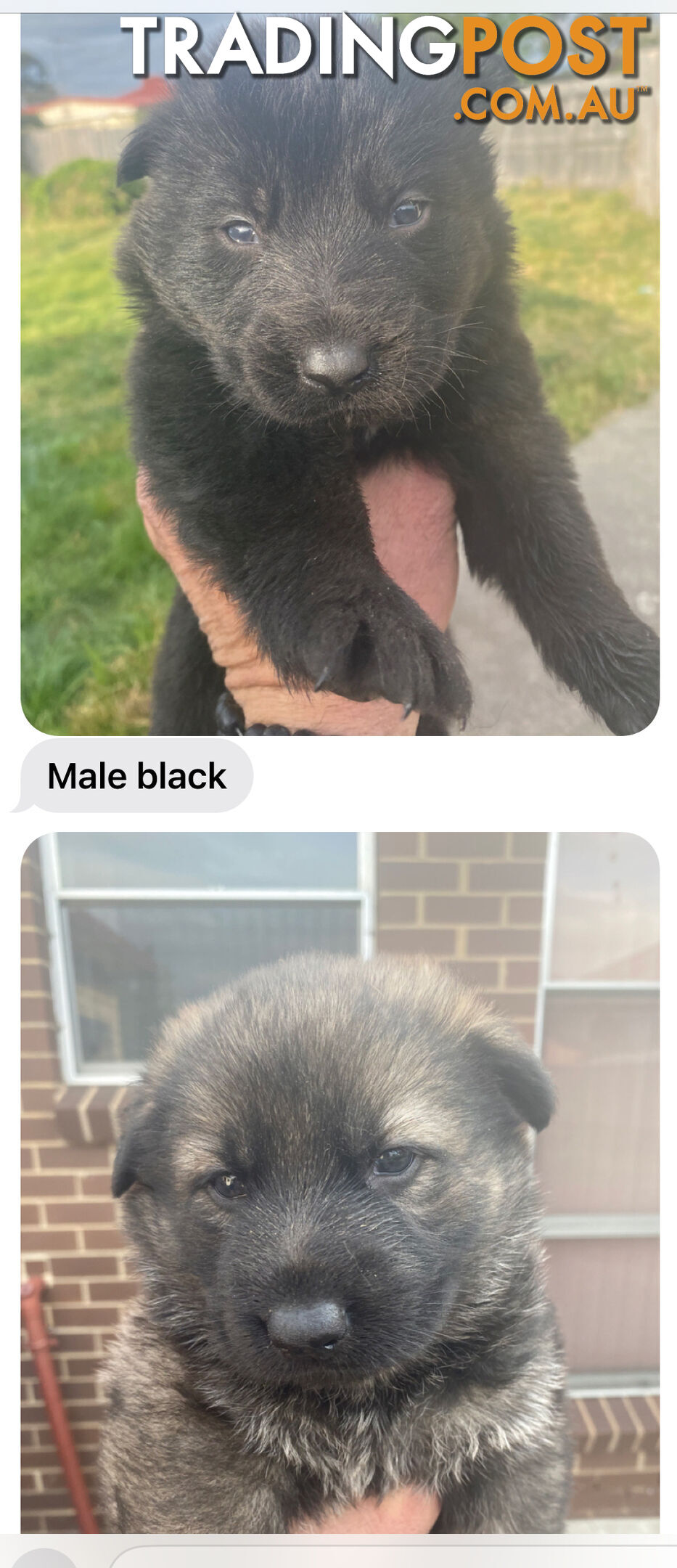 GERMAN SHEPHERD PUPPIES WORKING LINE BLACKS &amp; SABLES