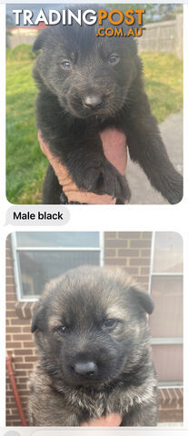 GERMAN SHEPHERD PUPPIES WORKING LINE BLACKS &amp; SABLES