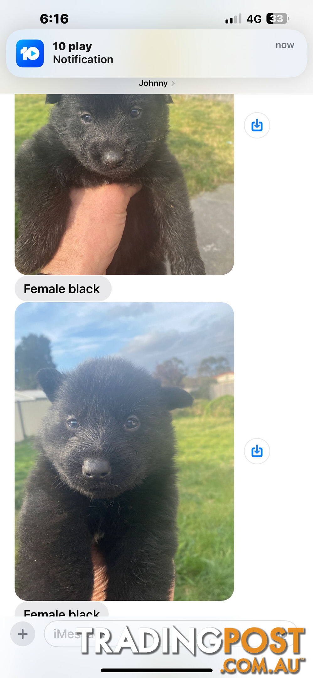 GERMAN SHEPHERD PUPPIES WORKING LINE BLACKS &amp; SABLES