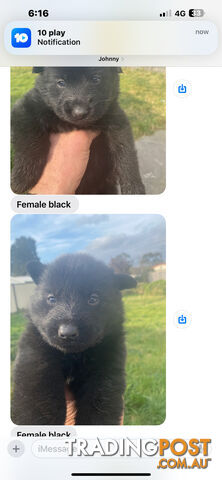 GERMAN SHEPHERD PUPPIES WORKING LINE BLACKS &amp; SABLES