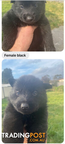 GERMAN SHEPHERD PUPPIES WORKING LINE BLACKS &amp; SABLES