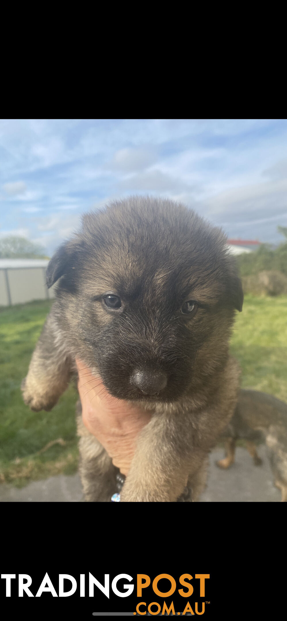 GERMAN SHEPHERD PUPPIES WORKING LINE BLACKS &amp; SABLES