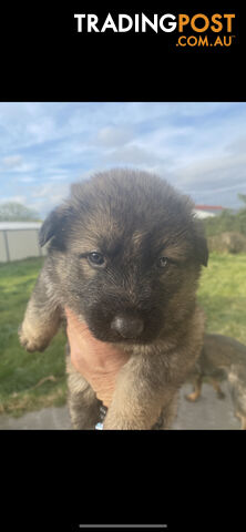 GERMAN SHEPHERD PUPPIES WORKING LINE BLACKS &amp; SABLES