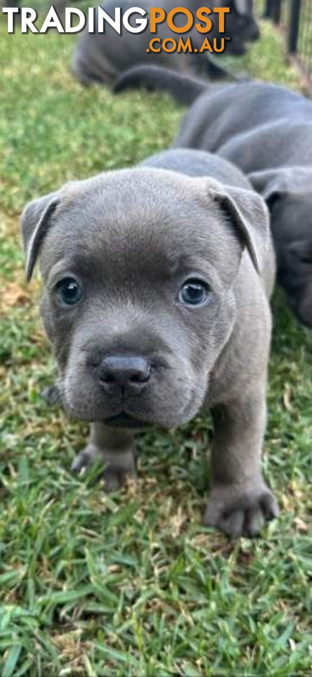 Staffordshire Bull Terrier pups Blue