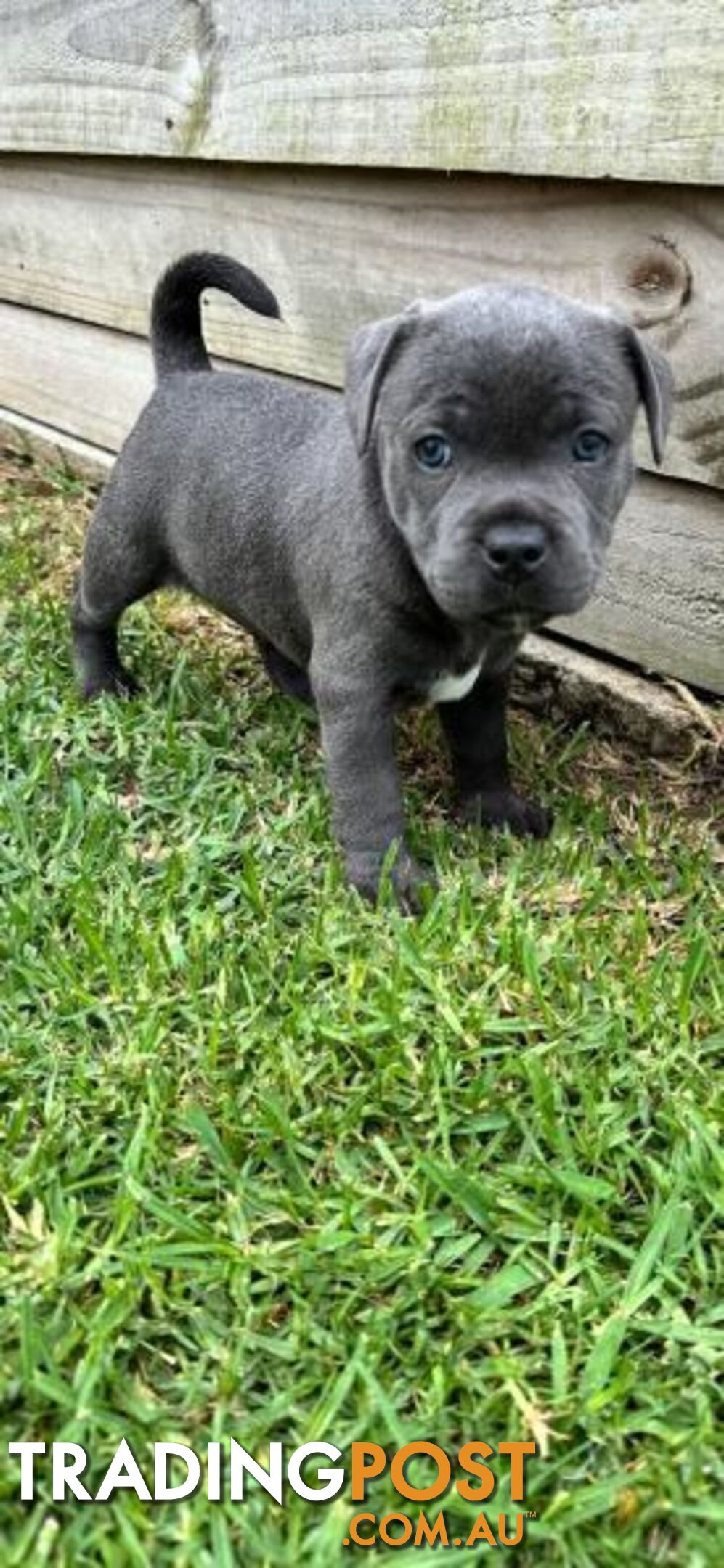 Staffordshire Bull Terrier pups Blue