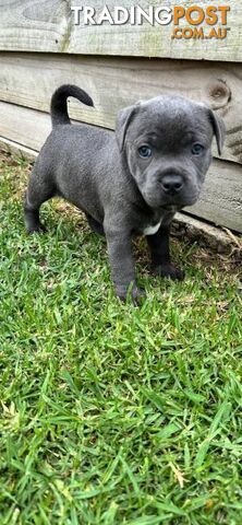 Staffordshire Bull Terrier pups Blue