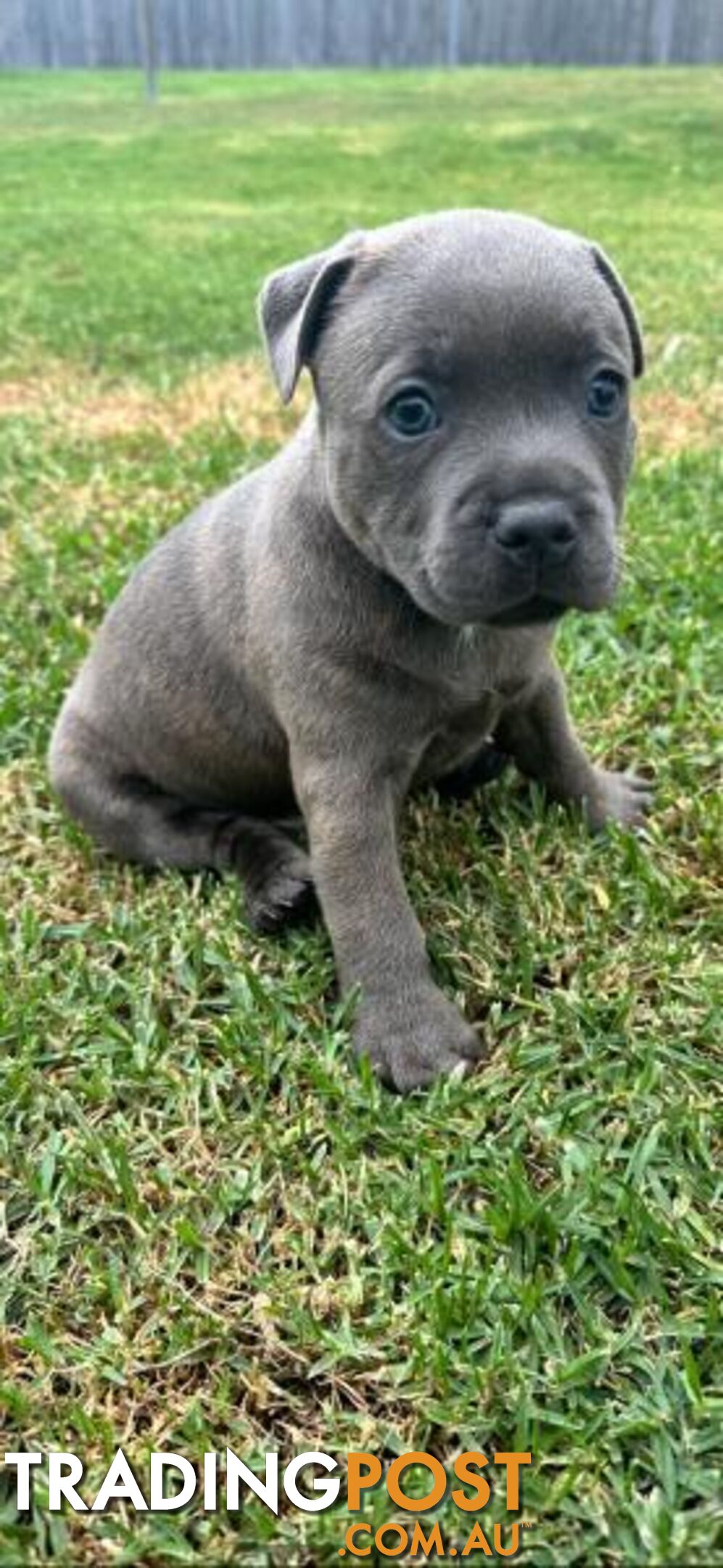 Staffordshire Bull Terrier pups Blue