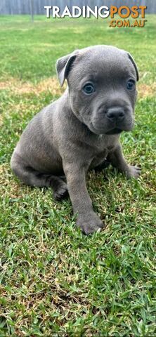 Staffordshire Bull Terrier pups Blue