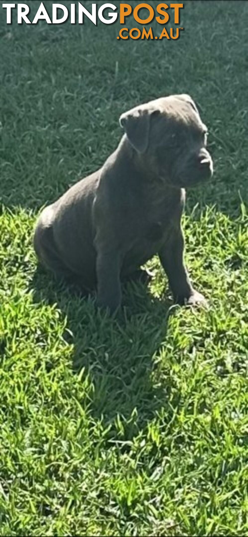 Staffordshire Bull Terrier pups Blue