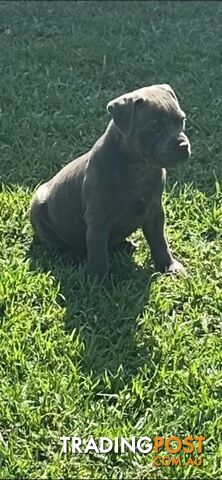 Staffordshire Bull Terrier pups Blue