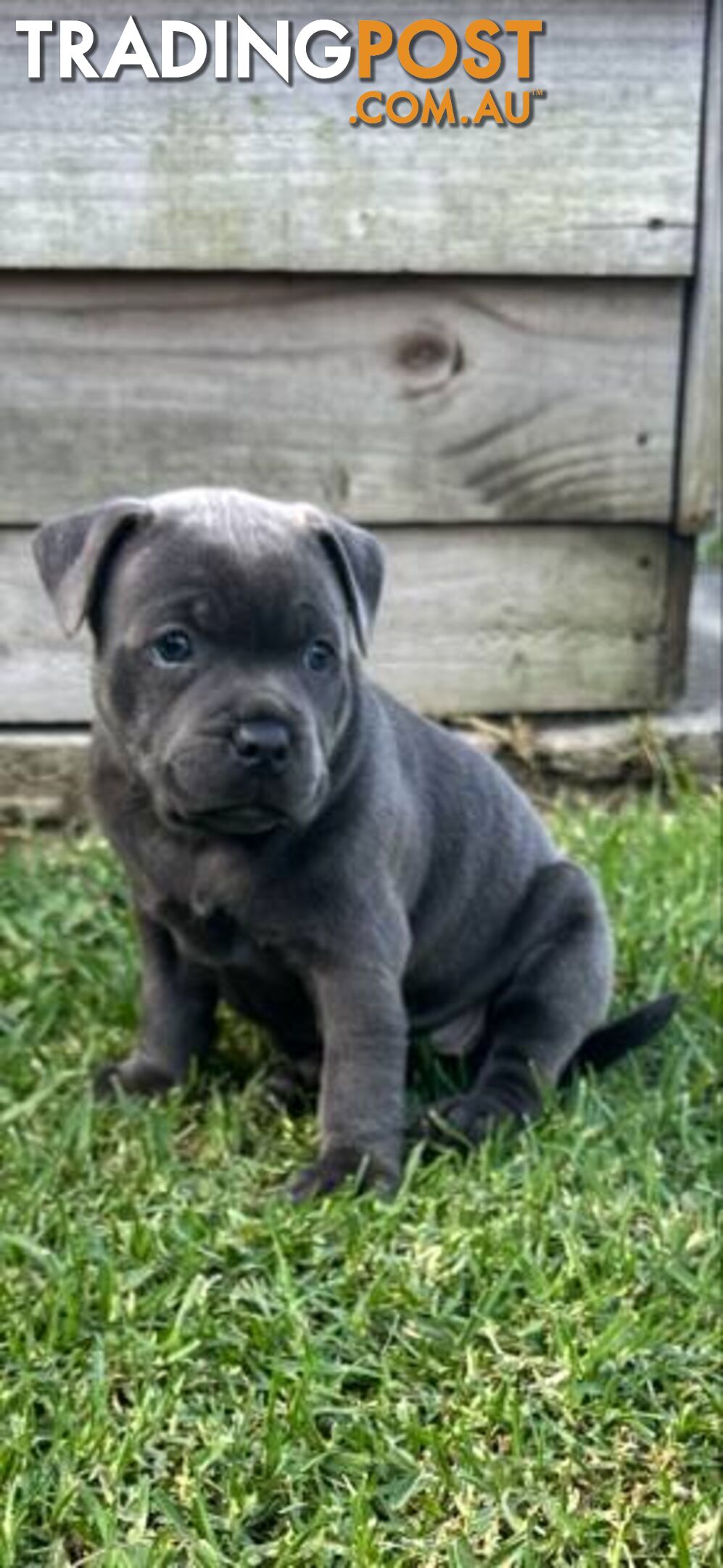 Staffordshire Bull Terrier pups Blue