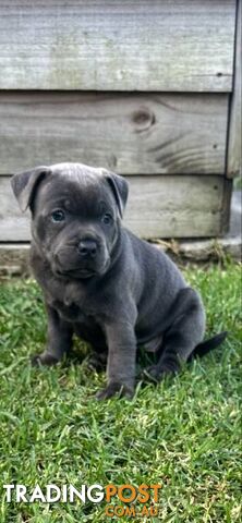 Staffordshire Bull Terrier pups Blue