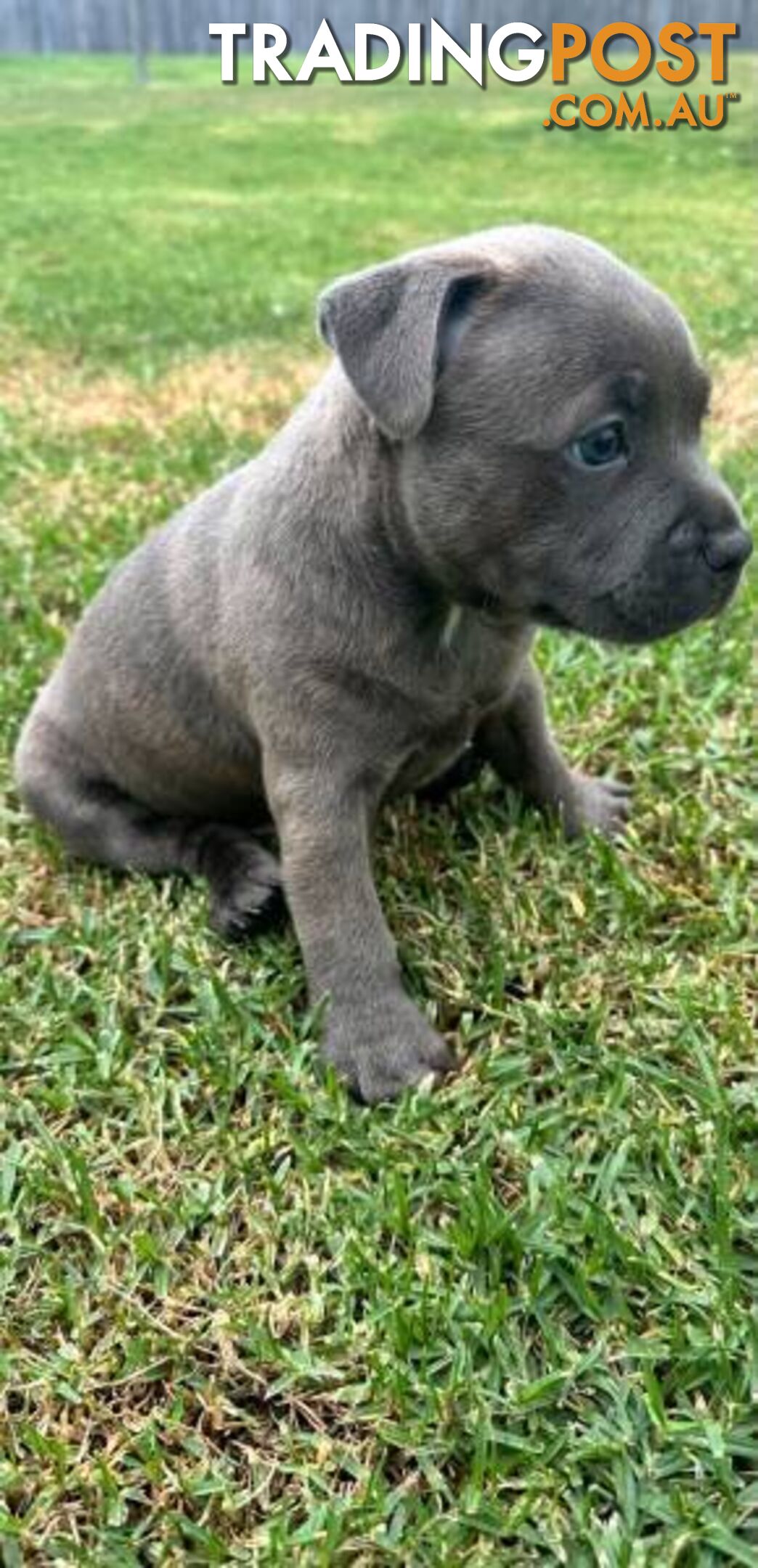 Staffordshire Bull Terrier pups Blue