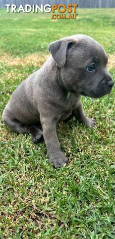 Staffordshire Bull Terrier pups Blue