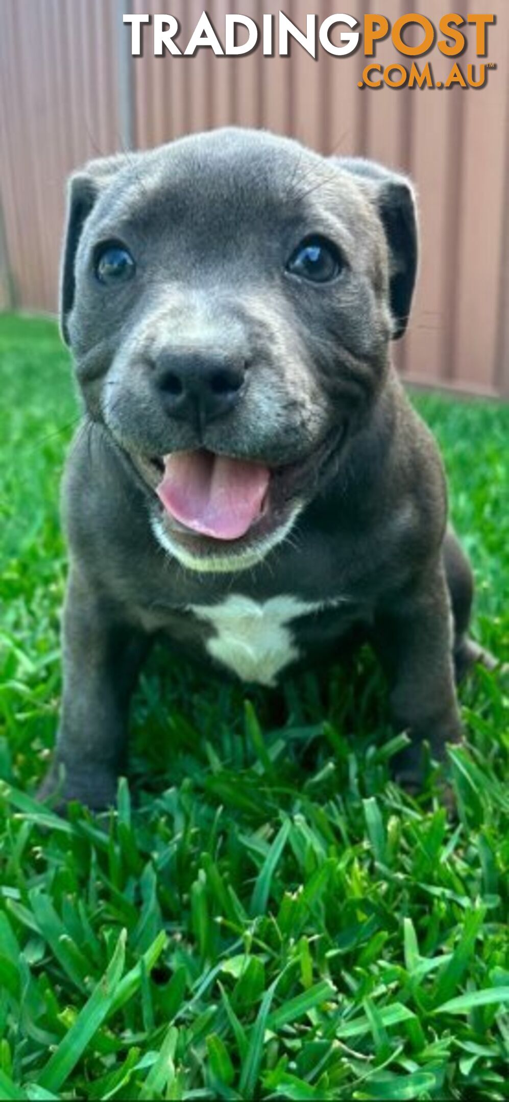 Staffordshire Bull Terrier pups Blue