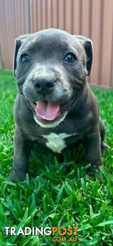 Staffordshire Bull Terrier pups Blue