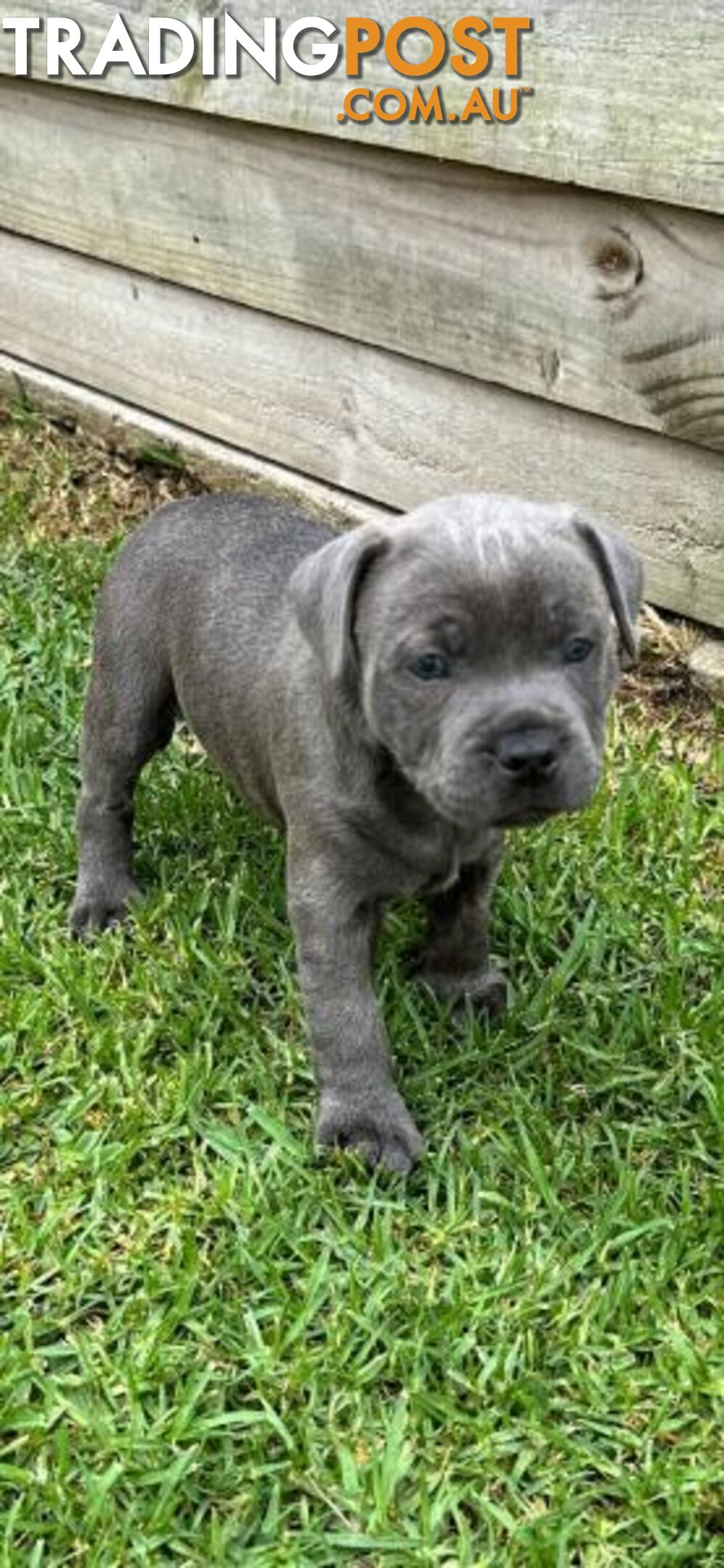 Staffordshire Bull Terrier pups Blue