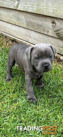 Staffordshire Bull Terrier pups Blue